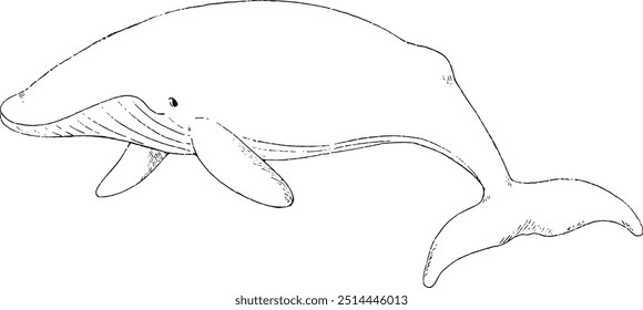 Line art of adorable Blue Whale