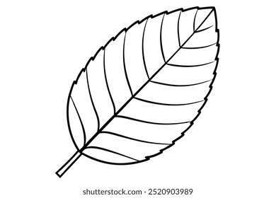 line art alder leaf vector art illustration on white background