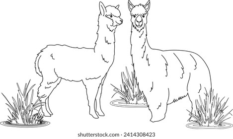 Line art Alpaca coloring illustration child book