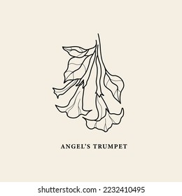 Line art Angel's Trumpet or brugmansia flower illustration