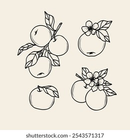 Conjunto de ramas de fruta de manzana de arte de línea