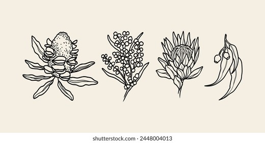 Line art Australian flowers. Banksia seed pod, wattle, protea, eucalyptus