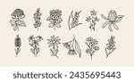 Line art Australian native flower set