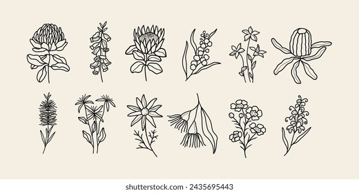 Line art Australian native flower set