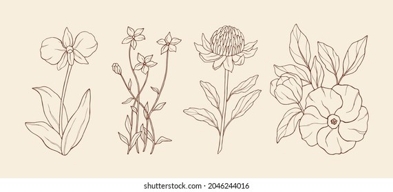 Line art Australian native flowers svg