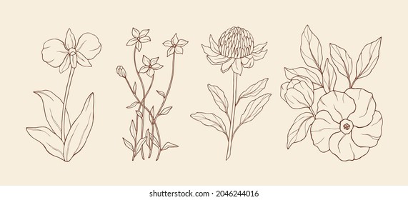 Line Art Australian Native Flowers