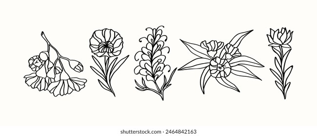 Line art Australian native flowers illustration