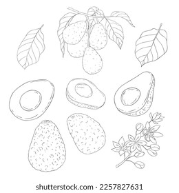 Line Art Avocado Branch and Blossom. Elements of Fruits and Flowers. Vector Illustration on white Background.