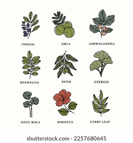 Line art ayurvedic plants set