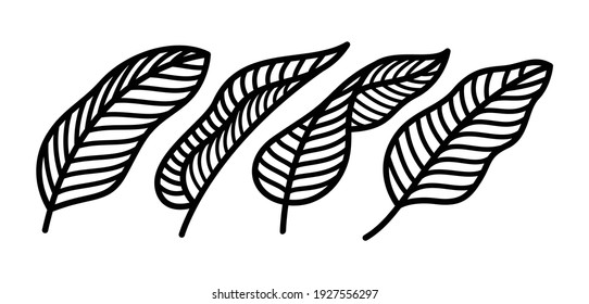 Line Art Banana Leaf Collection. Tropical Palm Leaf Set. Vector Illustration - Vector