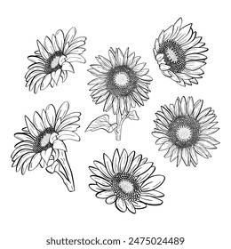 Line Art Beautiful Sunflowers Line for decoration crafts project, card, background and any design. Vector illustration about botanical nature.