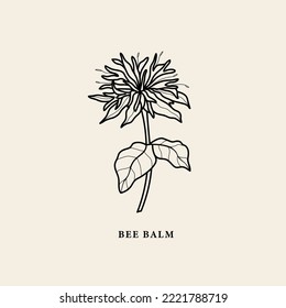 Line Art Bee Balm Illustration