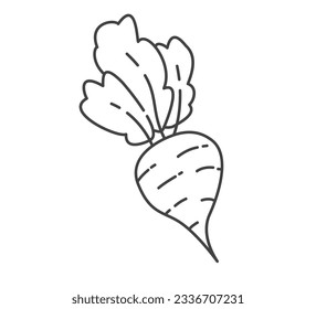 Raíz de remolacha de arte de línea.remolacha con hojas. Verduras del producto de la granja.Aisladas en fondo blanco.Ilustración vector de contorno.
