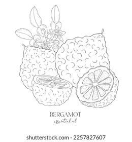 Etiqueta de Bergamot de línea de arte. Elementos de frutas y flores. Ilustración vectorial sobre fondo blanco.