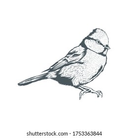Line art of bird illustration portrait