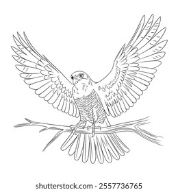 A line art bird of prey of a coloring page 