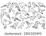 Line art birds. Line drawing illustrations collection from different type birds. Hand drawn wildlife creatures for your design projects.
