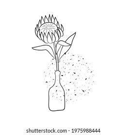 Line art black ptotea flower in vase isolated on white background. Stock vector illustration.