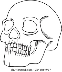 Line art black skull isolated on white background. Outline style. Tatoo. Modern print. Skull side view isolated on white background. outlined cartoon drawing of creepy, gothic, death icon for tattoo, 