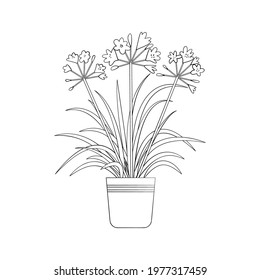 Line art black tropical potted house plant agapanthus isolated on white background. Stock vector illustration. svg