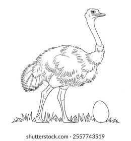 A line art black and white coloring page of a ostrich 