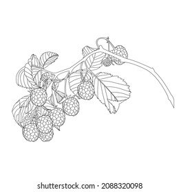 Line art black and white pictures for coloring