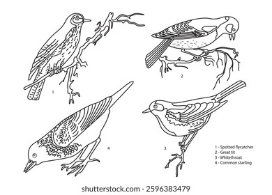 Line art botanical collection with garden birds isolated on white background. Hand drawn outline set of birds vector illustration. Graphic design for School Learning Material Manual Science Book Print