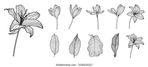 Line art botanical and floral set. collection of lily flower, blooms, tropical leaves in hand drawn sketch. Natural elements on white background for decoration, prints, wedding, invitation and card.