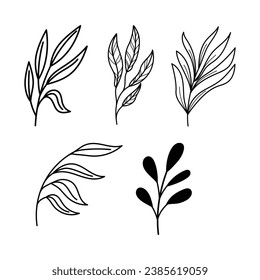 Line art botanical illustration vector on white background