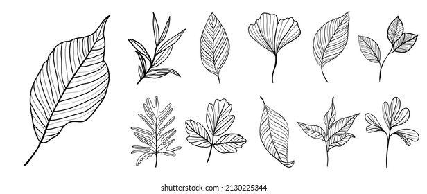 Line art botanical and tropical leaves set. collection of ginkgo leaf, eucalyptus, branches in hand drawn sketch. Elements on white background for decoration, beauty, prints, wedding, invitation.