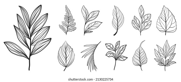 Line art botanical and tropical leaves set. collection of palm leaf, eucalyptus, branches and fern in hand drawn sketch. Elements on white background for decoration, prints, wedding, invitation.