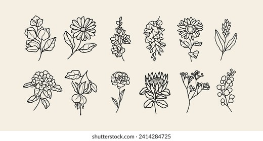 Line art bougainvillea, calendula, delphinium,  wisteria, sunflower, ginger flower, rhododendron, fuchsia, carnation, protea, gypsophila, wattle