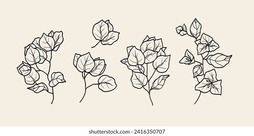 Line art bougainvillea flower collection