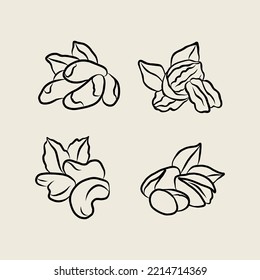 Line art Brazil nut, pecan, cashew, pistachio illustration