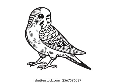 Line art of Budgerigar vector . This is a editable file .