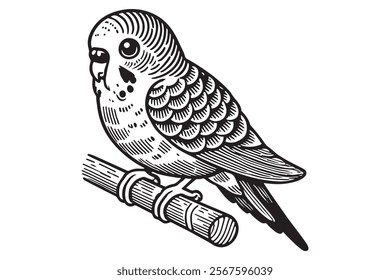Line art of Budgerigar vector . This is a editable file .