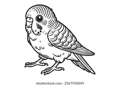 Line art of Budgerigar vector . This is a editable file .