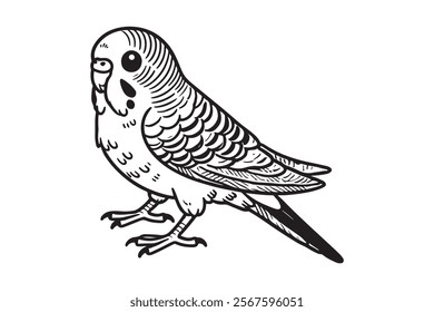 Line art of Budgerigar vector . This is a editable file .