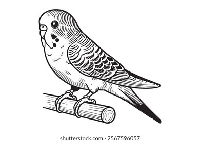 Line art of Budgerigar vector . This is a editable file .