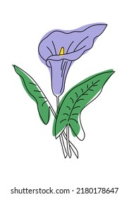 Line art calla lily flower with violet and green color shape. Hand drawn botanical vector illustration. Black outline silhouette for print card poster design