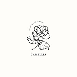 Line Art Camellia Flower Illustration