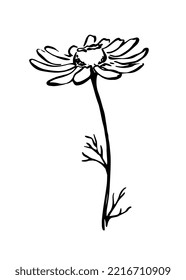 Line art camomile flowers and leaves. Ink sketchy vector botanical illustration. Hand drawn floral design elements for package, pharmacy, natural cosmetics or herbal tea.