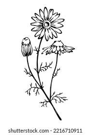 Line art camomile flowers and leaves. Ink sketchy vector botanical illustration. Hand drawn floral design elements for package, pharmacy, natural cosmetics or herbal tea.