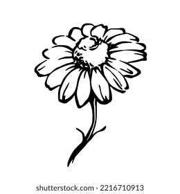 Line art camomile flowers and leaves. Ink sketchy vector botanical illustration. Hand drawn floral design elements for package, pharmacy, natural cosmetics or herbal tea.