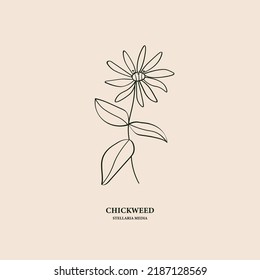 Line art chickweed plant illustration