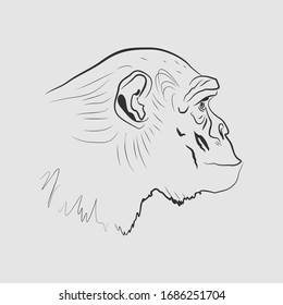 The line art of chimpanzee head. Portrait of ape