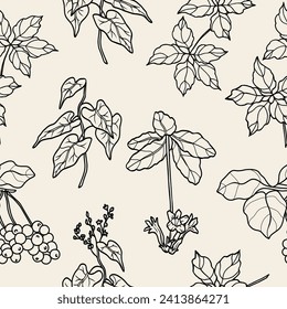 Line art Chinese herbs background. Jiaogulan, rehmannia, schisandra, fo-ti