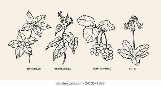 Chinesische Kräuter der Linie. Jiaogulan, rehmannia, schisandra, fo-ti