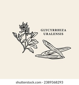 Line art Chinese liquorice or Glycyrrhiza uralensis illustration