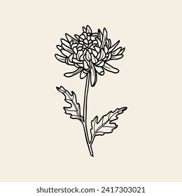 Line art chrysanthemum flower branch